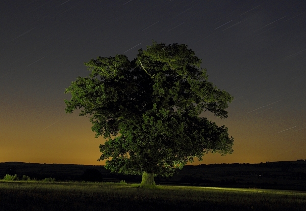 Photograph Lorentz Gullachsen Honington Oak on One Eyeland